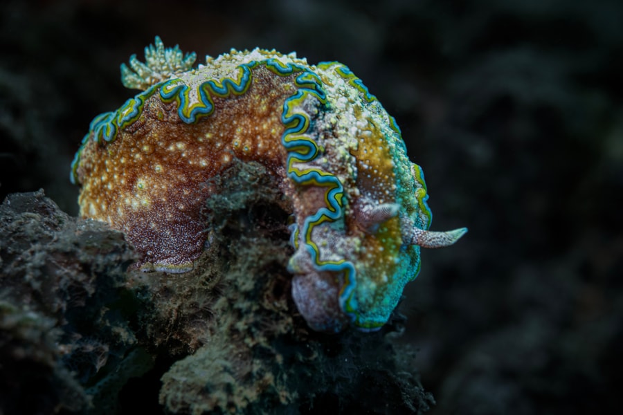 Banyumilir Marine Park