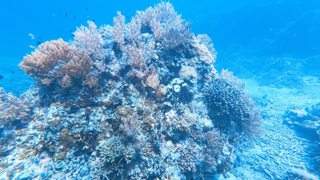 Program Adopsi Karang di Lovina Reef Area